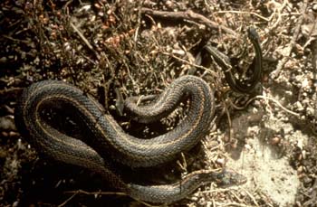 Víbora de Seoane (Vipera seoanei)