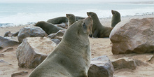 Desfile de focas, Namibia