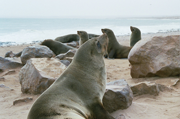 Desfile de focas, Namibia