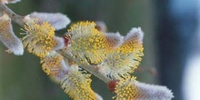 Arcazón - Flores (Salix pedicellata)