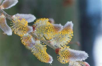 Arcazón - Flores (Salix pedicellata)