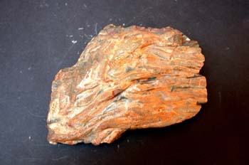 Arthrophycus alleghanien (Huella) Ordovícico