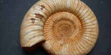 Perisphimctes sp. (Ammonites) Jurásico