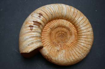 Perisphimctes sp. (Ammonites) Jurásico