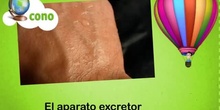 APARATO EXCRETOR