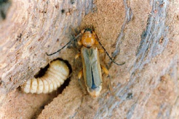 Phymatodes testaceus