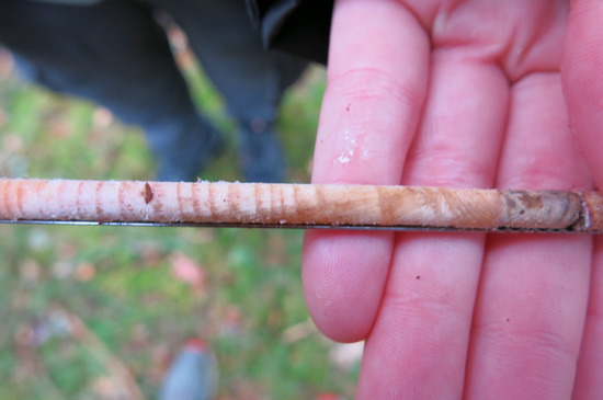Muestra recogida de un árbol para averiguar sus años