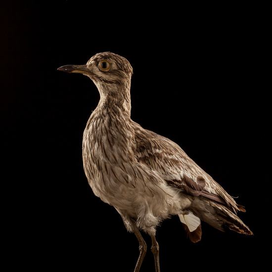 IES_SANISIDRO_BIOLOGIA_009