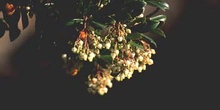 Madroño - Flor (Arbutus unedo)