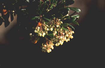 Madroño - Flor (Arbutus unedo)