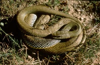 Culebra bastarda (Malpolon monpessulanus)