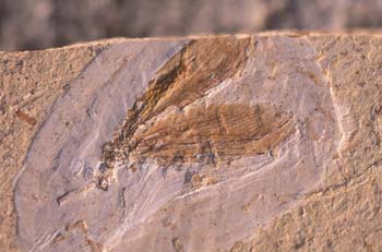 Crisopa (Insecto) Cretácico