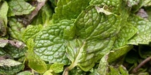 Hojas de menta