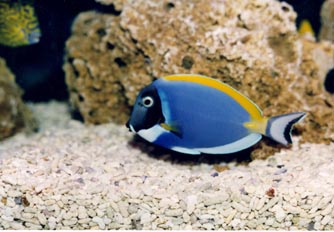 Cirujano cuello azul (Acanthurus leucosternom)