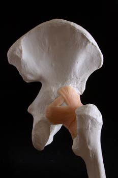 Articulación de la pelvis y el femur
