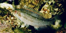 Labrido (Symphodus cinereus)