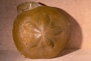 Erizo (Erizo) Mioceno