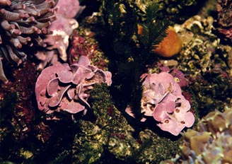 Alga calcarea (Mesophyllum sp.)