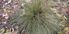 Festuca (Festuca elegans)