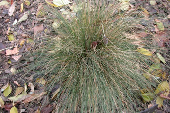 Festuca (Festuca elegans)