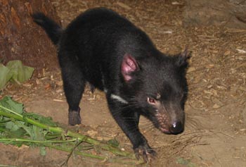 Diablo de Tasmania, Australia