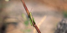 Saltamontes verde (Chorthippus parallelus)