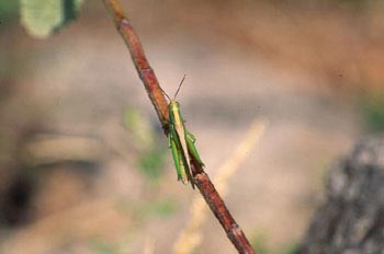 Saltamontes verde (Chorthippus parallelus)