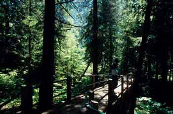 Paseo en un bosque de las Montañas Rocosas