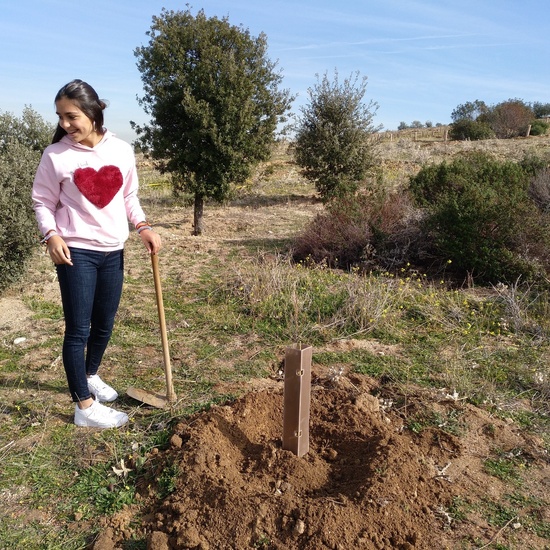 Plantación en el parque forestal de Valdebebas 2019 28