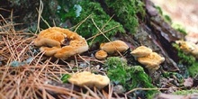 Phaeolus schweinitzii