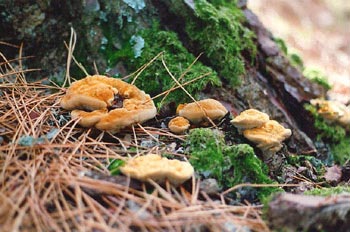 Phaeolus schweinitzii