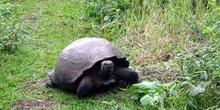 Tortuga Gigante, Geochelone elephantopus, Ecuador