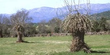 Fresno de hoja estrecha - Porte (Fraxinus angustifolia)