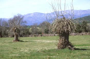 Fresno de hoja estrecha - Porte (Fraxinus angustifolia)