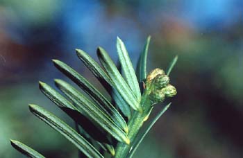 Tejo (Taxus baccata)