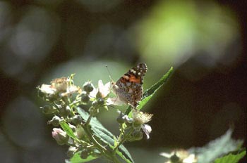 Vanesa de los cardos (Cynthia cardui)