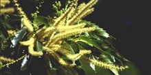 Castaño - Flor masc. (Castanea sativa)