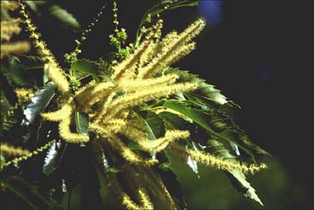 Castaño - Flor masc. (Castanea sativa)