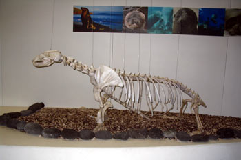 Esqueleto de lobo marino, Zalophus Californianus, Ecuador