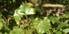 álamo negro - Hojas (Populus nigra)