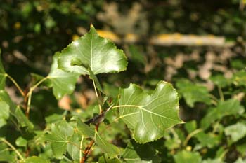 álamo negro - Hojas (Populus nigra)