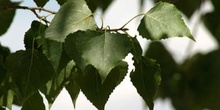 álamo negro - Hojas (Populus nigra)