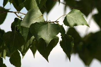 álamo negro - Hojas (Populus nigra)