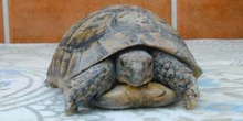 Tortuga mora (Testudo graeca)