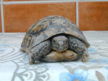 Tortuga mora (Testudo graeca)