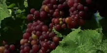 Biotech advances in wine production