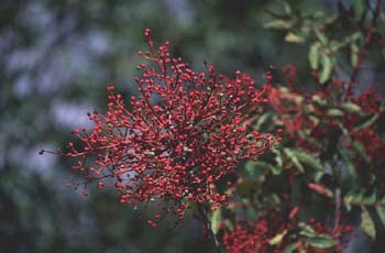 Cornicabra ó terebinto (Pistacia terebinthus)