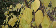 Philadelphus pubescens