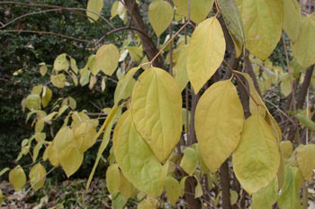 Philadelphus pubescens