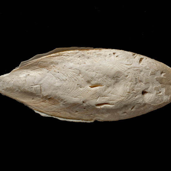 IES_ISABELLACATOLICA_BIOLOGIA_506